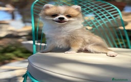 Pomerania perros en venta: Pomerania Hembra toy  - Imagen 3