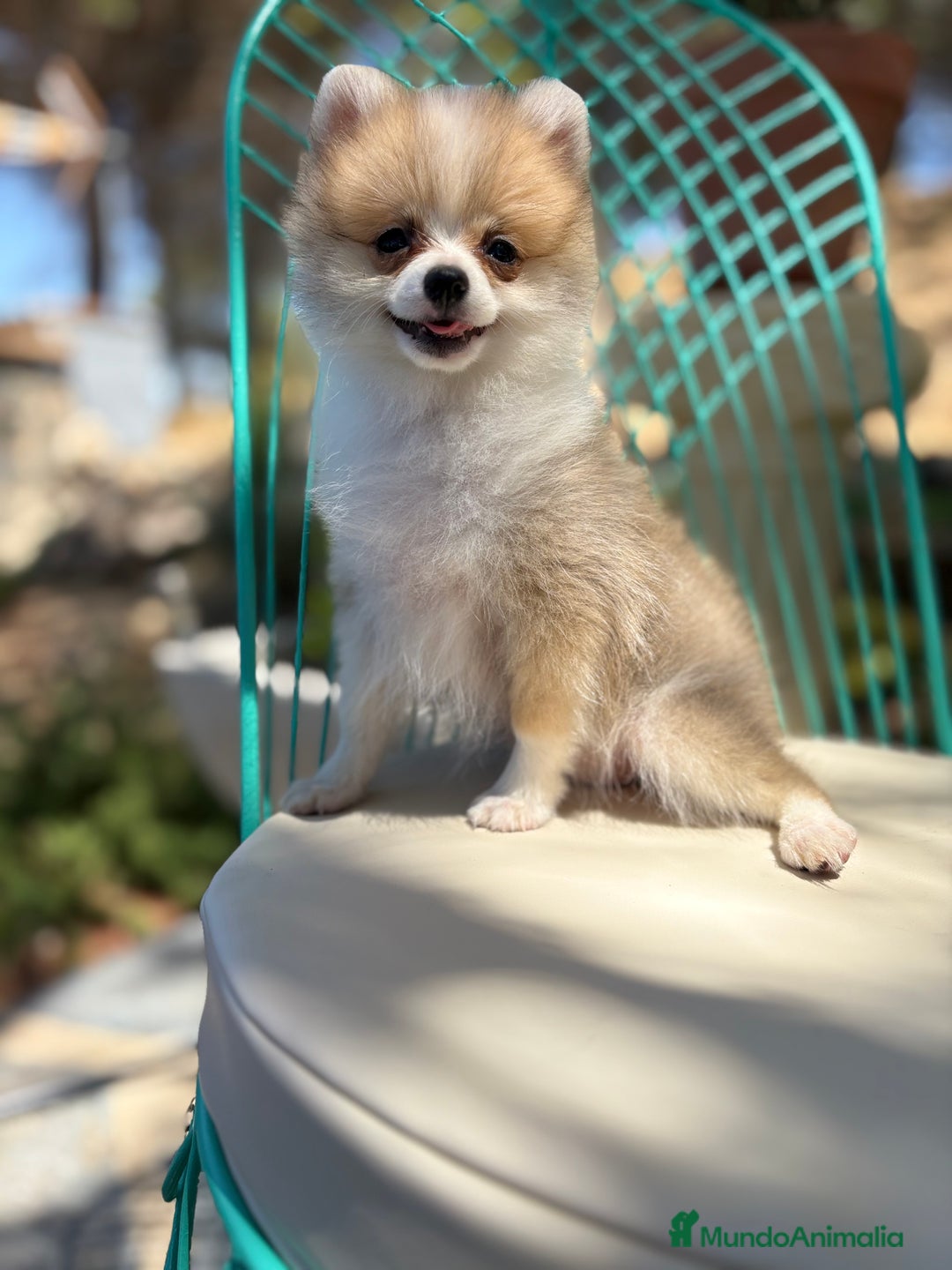 Pomerania perros en venta: Pomerania Hembra toy  - Imagen 3