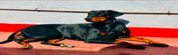 Dobermann perros en venta: Doberman europeo  - Anuncio 3