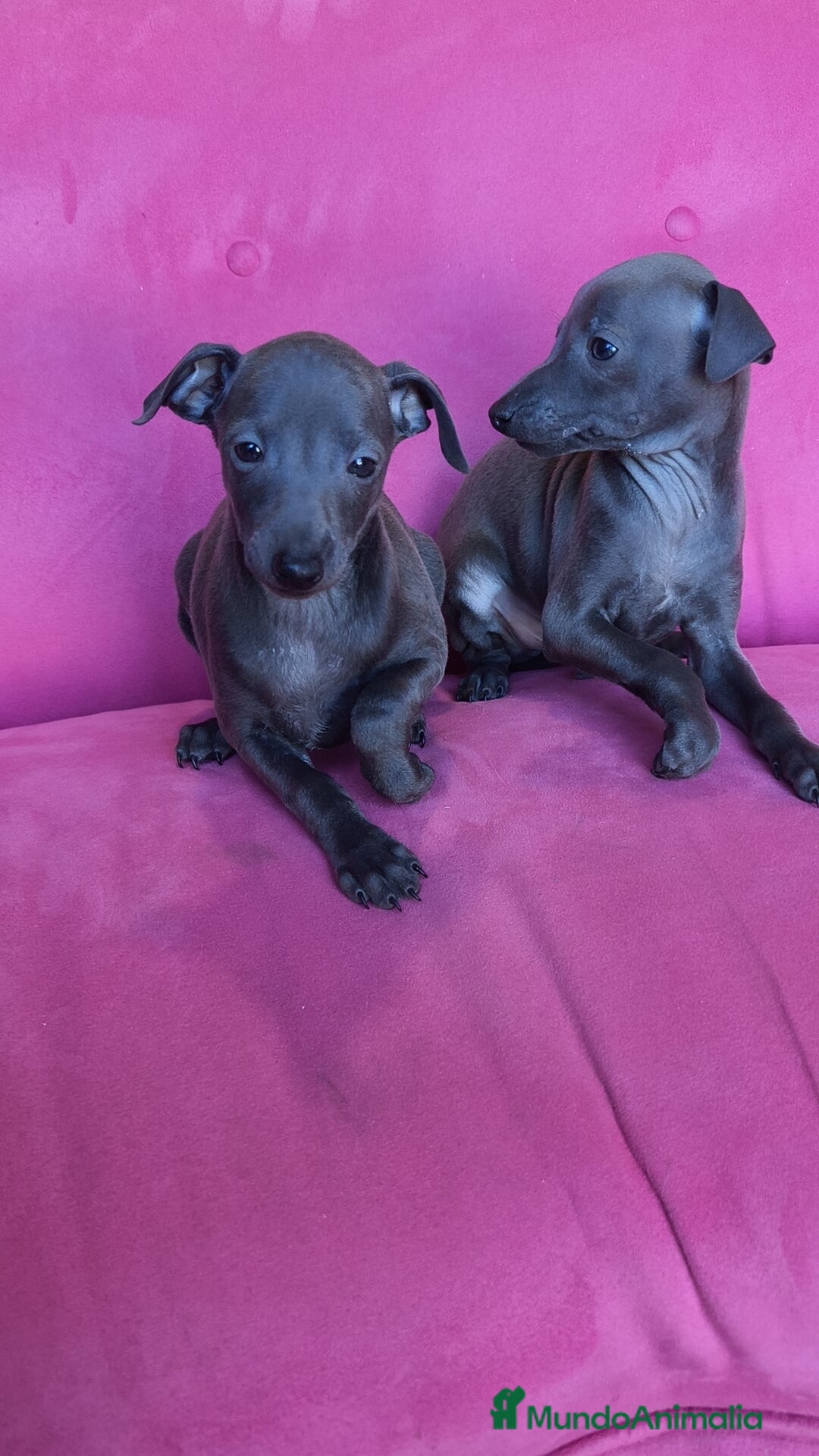 Pequeño Lebrel Italiano perros Pequeño lebrel Italiano Piccolo Galgo italiano  - Anuncio 2