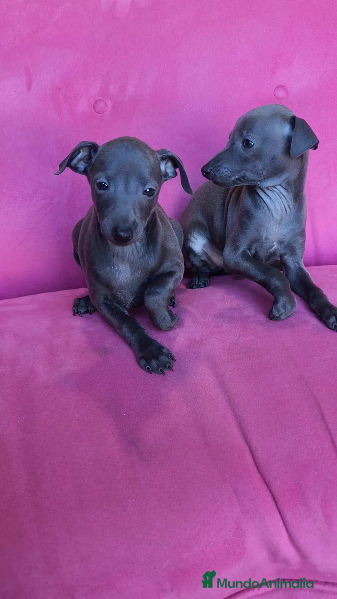 Pequeño Lebrel Italiano perros en venta: Pequeño lebrel Italiano Piccolo Galgo italiano  - Anuncio 2