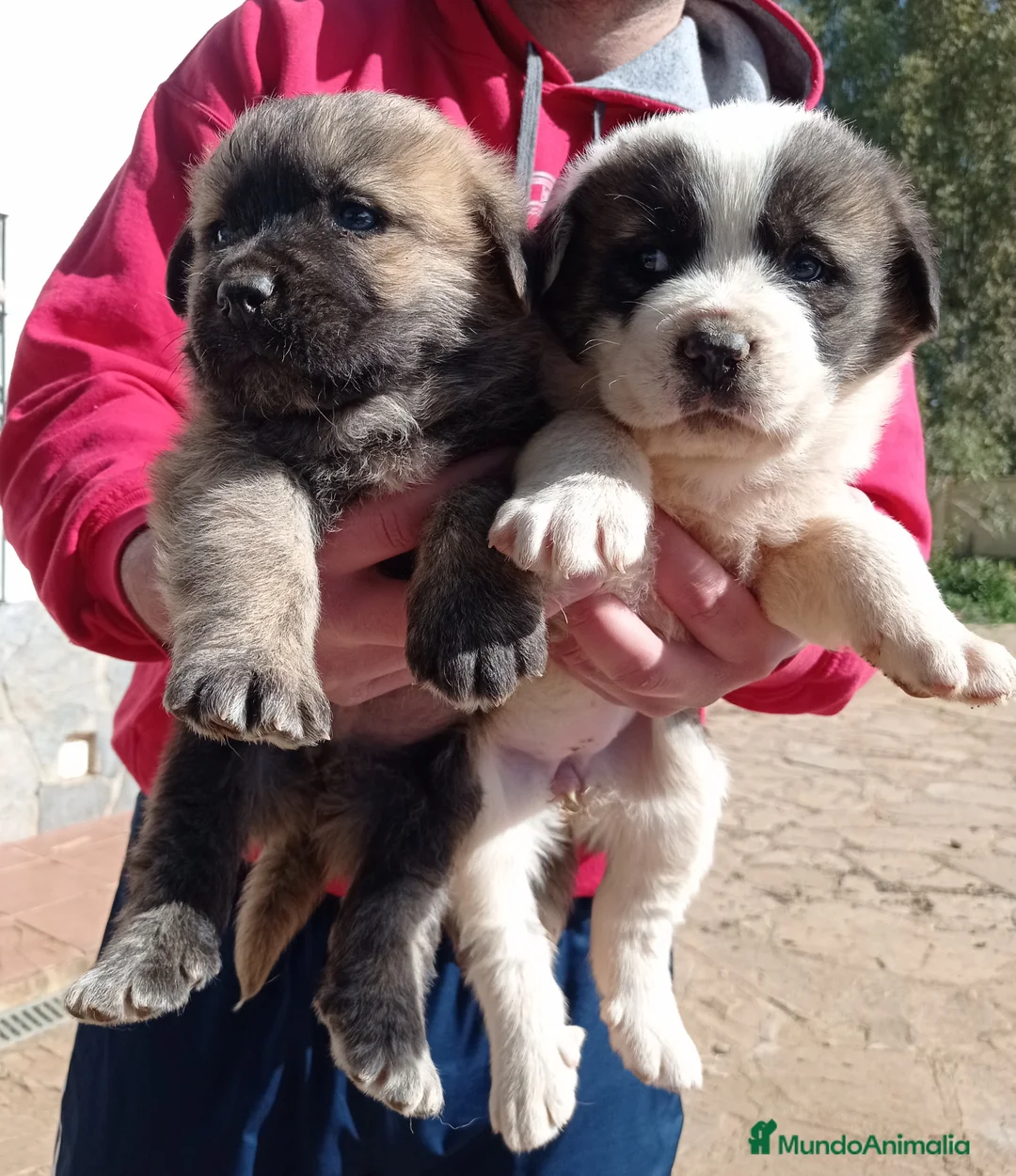 Mastín Español perros en venta: Cachorros de mastín español - Anuncio 2