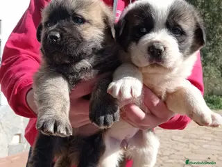 Mastín Español perros Cachorros de mastín español - Anuncio 13