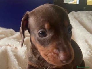 Teckel Miniatura perros Teckel Macho de Kily y Tilo 1884 AQUANATURA en Barcelona - Anuncio 26