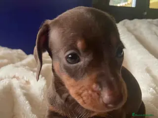 Teckel Miniatura perros Teckel Macho de Kily y Tilo 1884 AQUANATURA en Barcelona - Anuncio 17