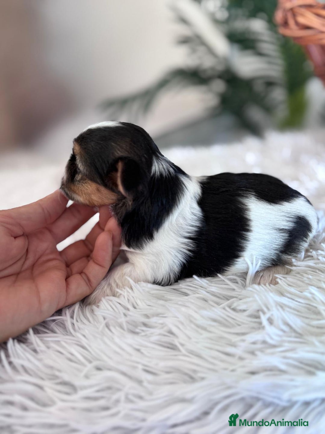 Yorkshire Terrier perros en venta: YORKSHIRE BIEWER - Anuncio 10