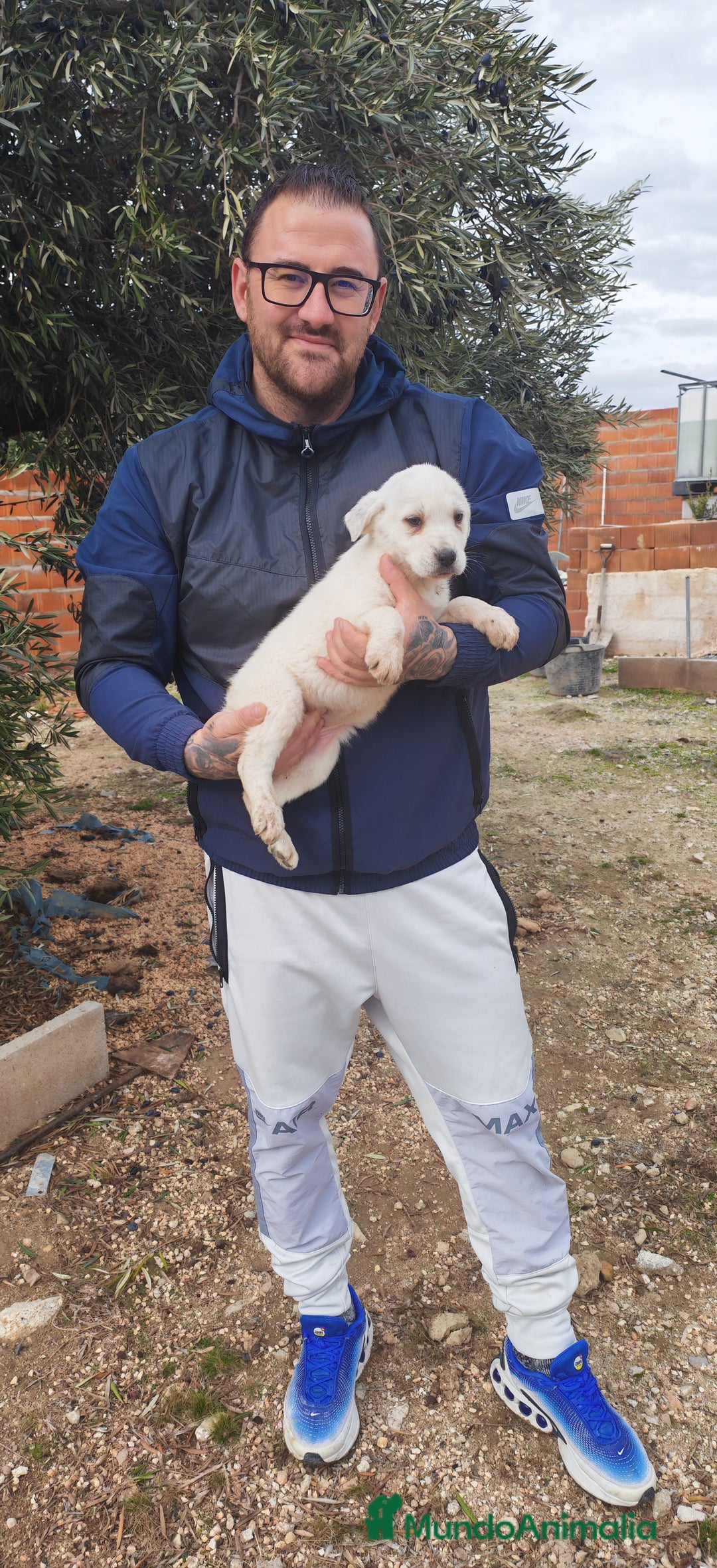 Mastín Español perros en venta: MASTÍN ESPAÑOL - Anuncio 9