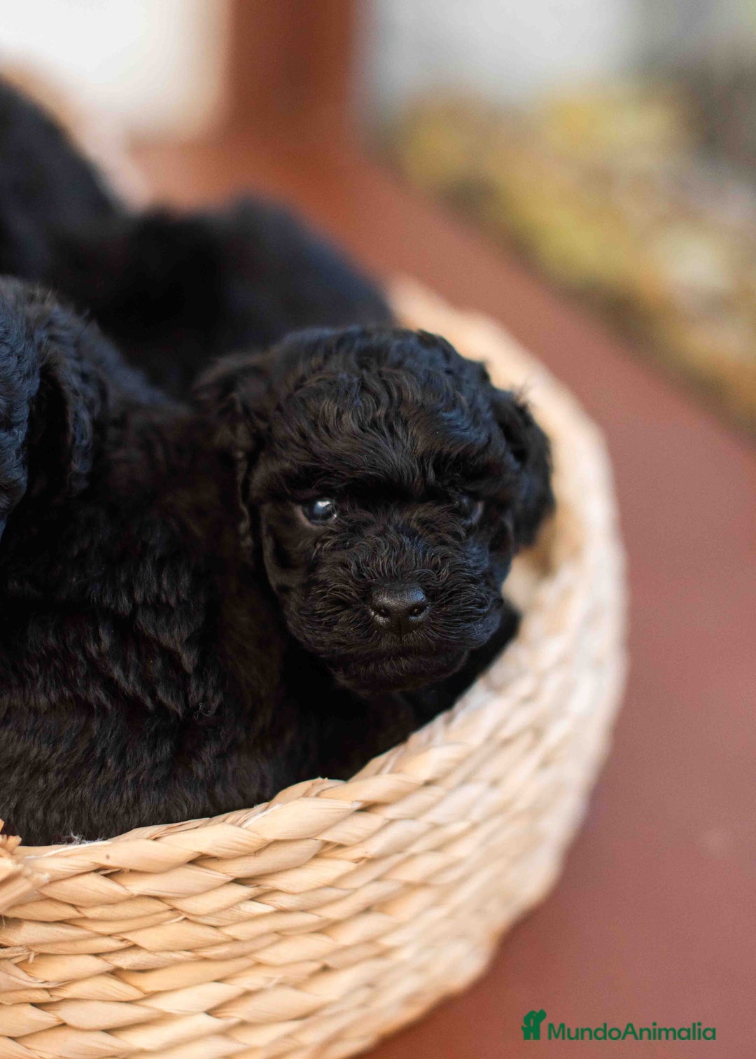 Caniche Toy perros en venta: Caniche toy negros - Anuncio 9