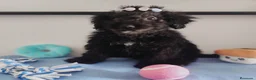 Perro de Agua Español perros en venta: Perro de agua  - Anuncio 4