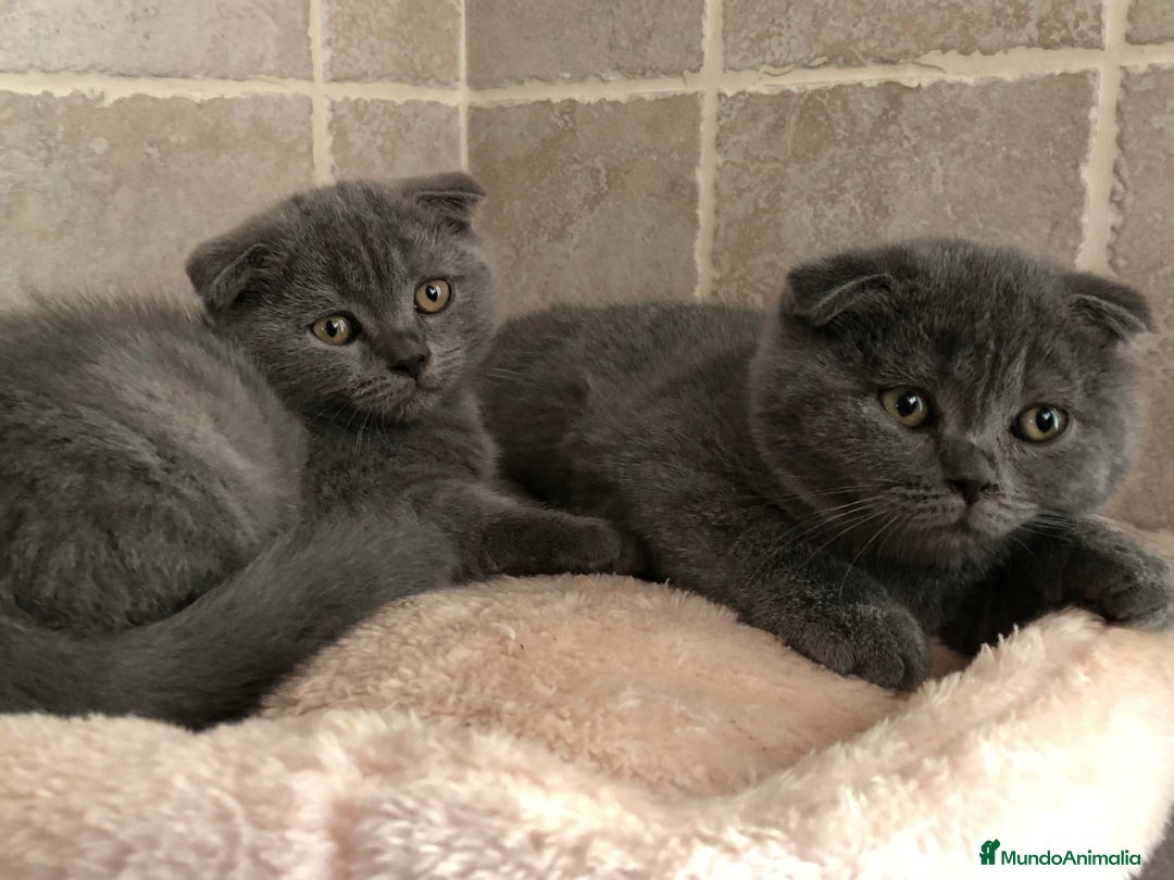 Scottish Fold gatos en venta: GATITOS SCOTTISH FOLD - Imagen 4