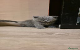 Scottish Straight gatos en venta: Scottish varias camadas  - Imagen 14