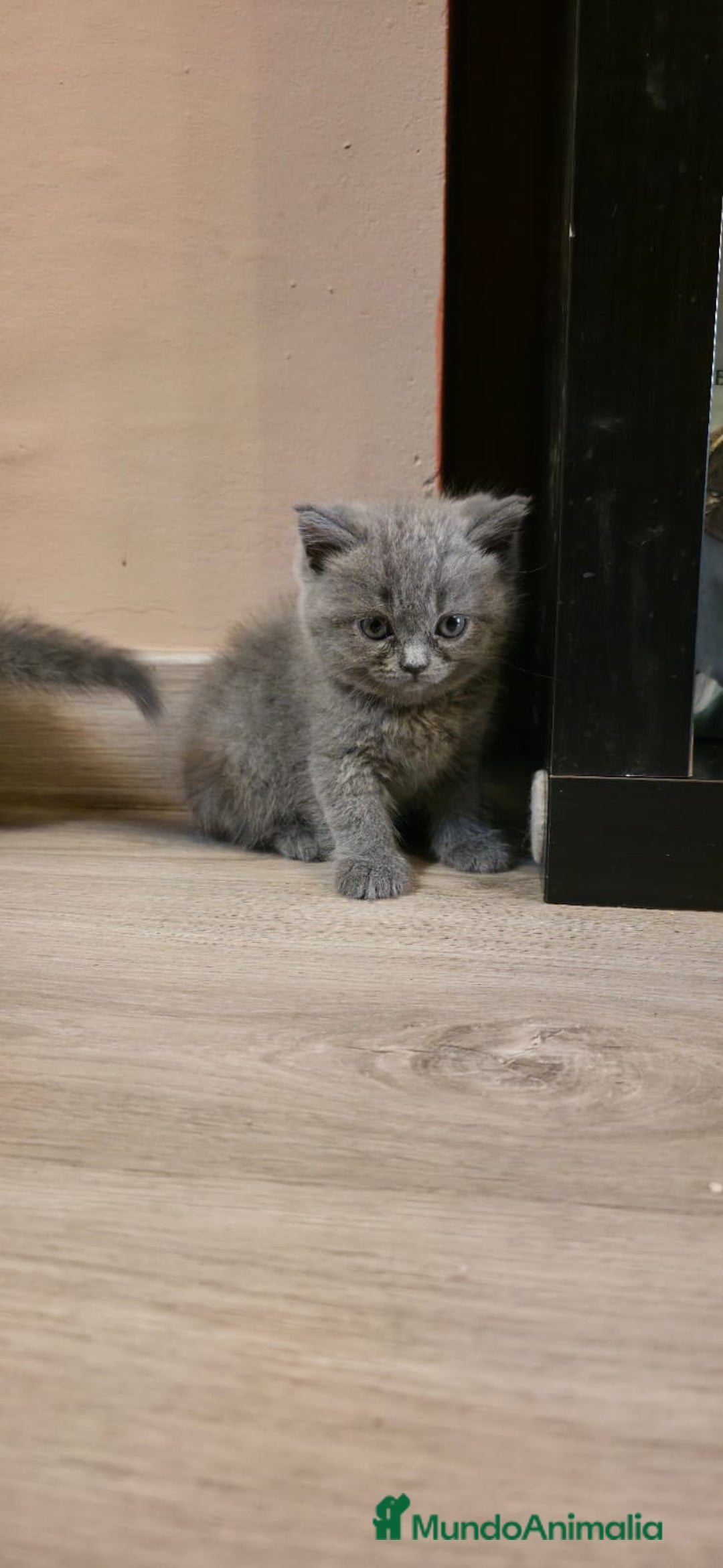 Scottish Straight gatos en venta: Scottish varias camadas  - Imagen 14