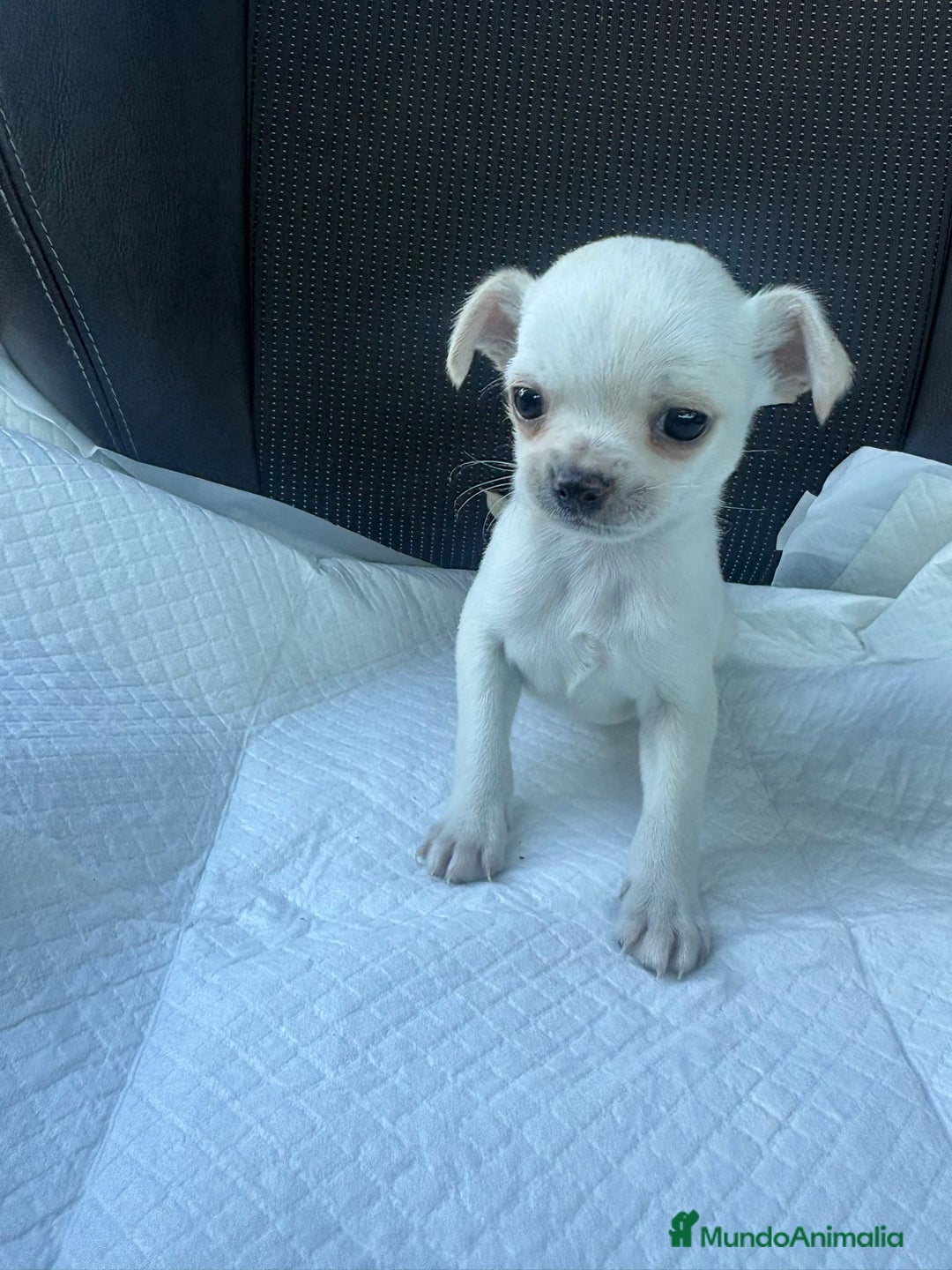 Chihuahua perros en venta: Chihuahua toy blanco nieve  - Anuncio 3