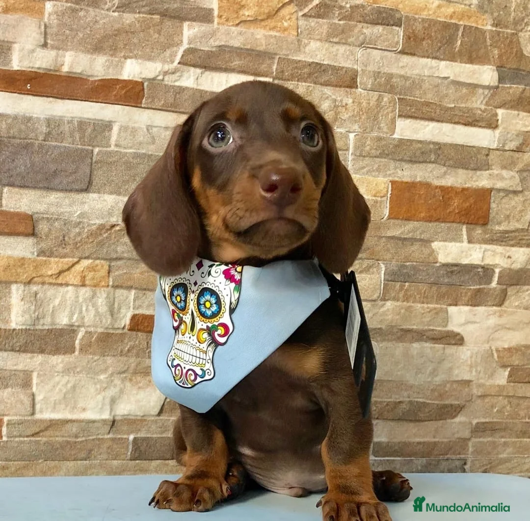 Teckel Miniatura perros en venta: Teckel mini chocolate  - Anuncio 2