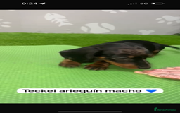 Teckel Miniatura perros en venta: Teckel kanintchen macho arlequin - Imagen 4