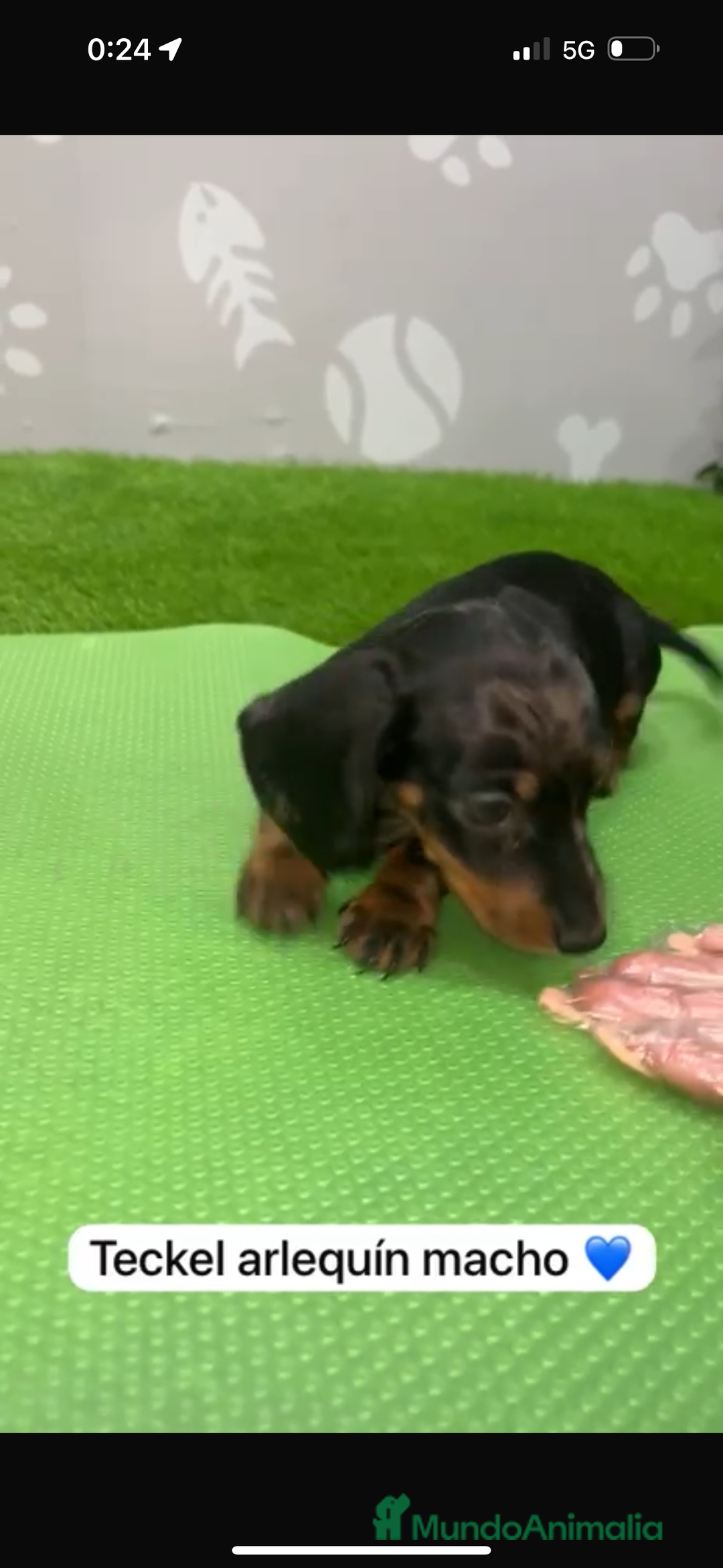 Teckel Miniatura perros en venta: Teckel kanintchen macho arlequin - Imagen 4