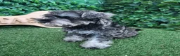 Schnauzer Miniatura perros en venta: Schnauzer sal y pimienta  - Anuncio 5