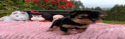 Yorkshire Terrier perros en venta: Yorkshire macho.  - Anuncio 2