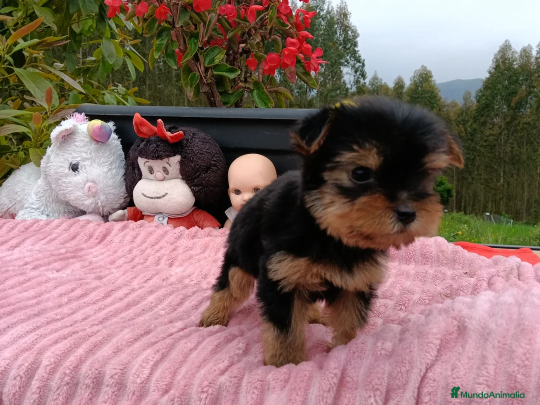 Yorkshire Terrier perros en venta: Yorkshire macho.  - Anuncio 2