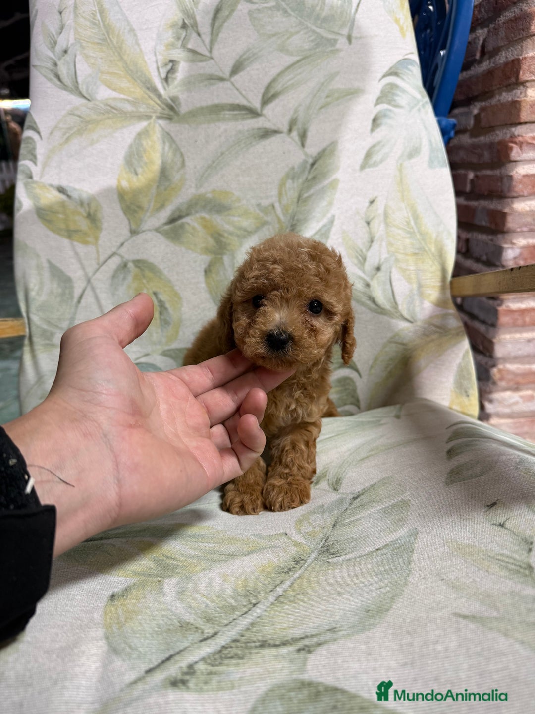 Caniche Toy perros en venta: Caniche toy - Anuncio 1