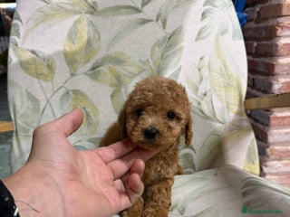 Caniche Toy perros Caniche toy - Anuncio 6