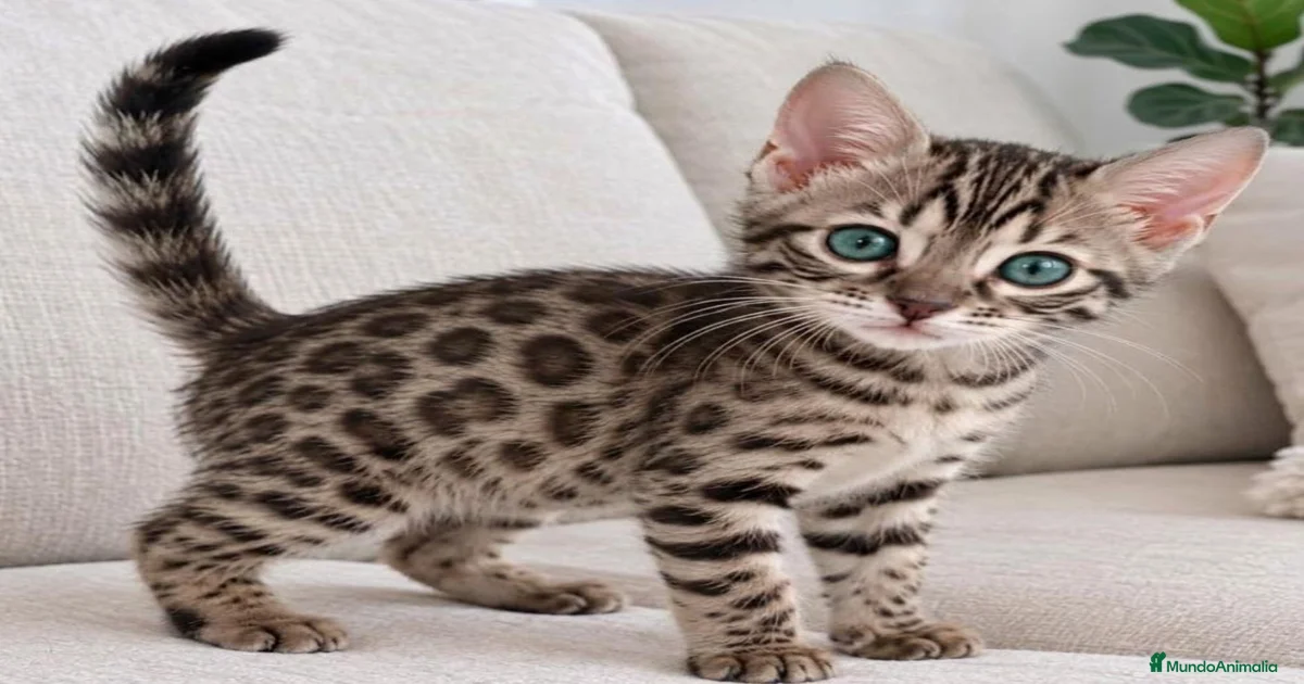 Bengalí Hembra Gatos y gatitos en venta | MundoAnimalia