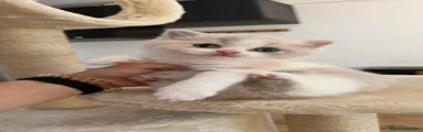 Británico de Pelo Corto Gatito 3