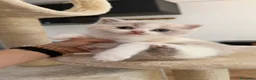 Británico de Pelo Corto gatos en venta: Cachorros British Shorthair  - Anuncio 4