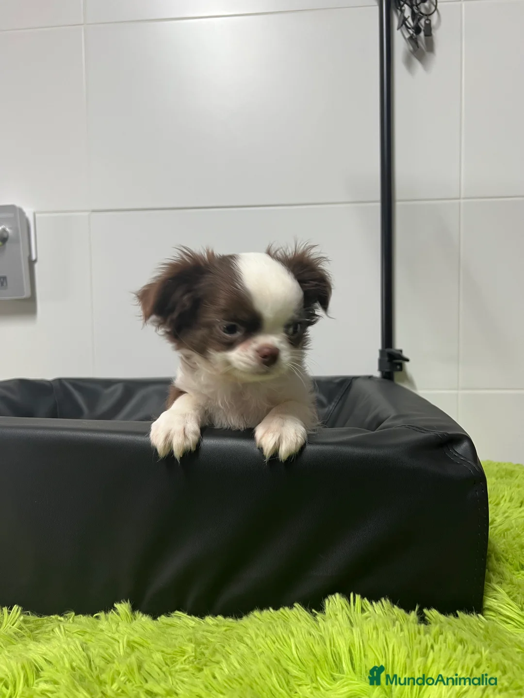 Chihuahua perros en venta: Chihuahua Macho pelo largo  - Anuncio 4