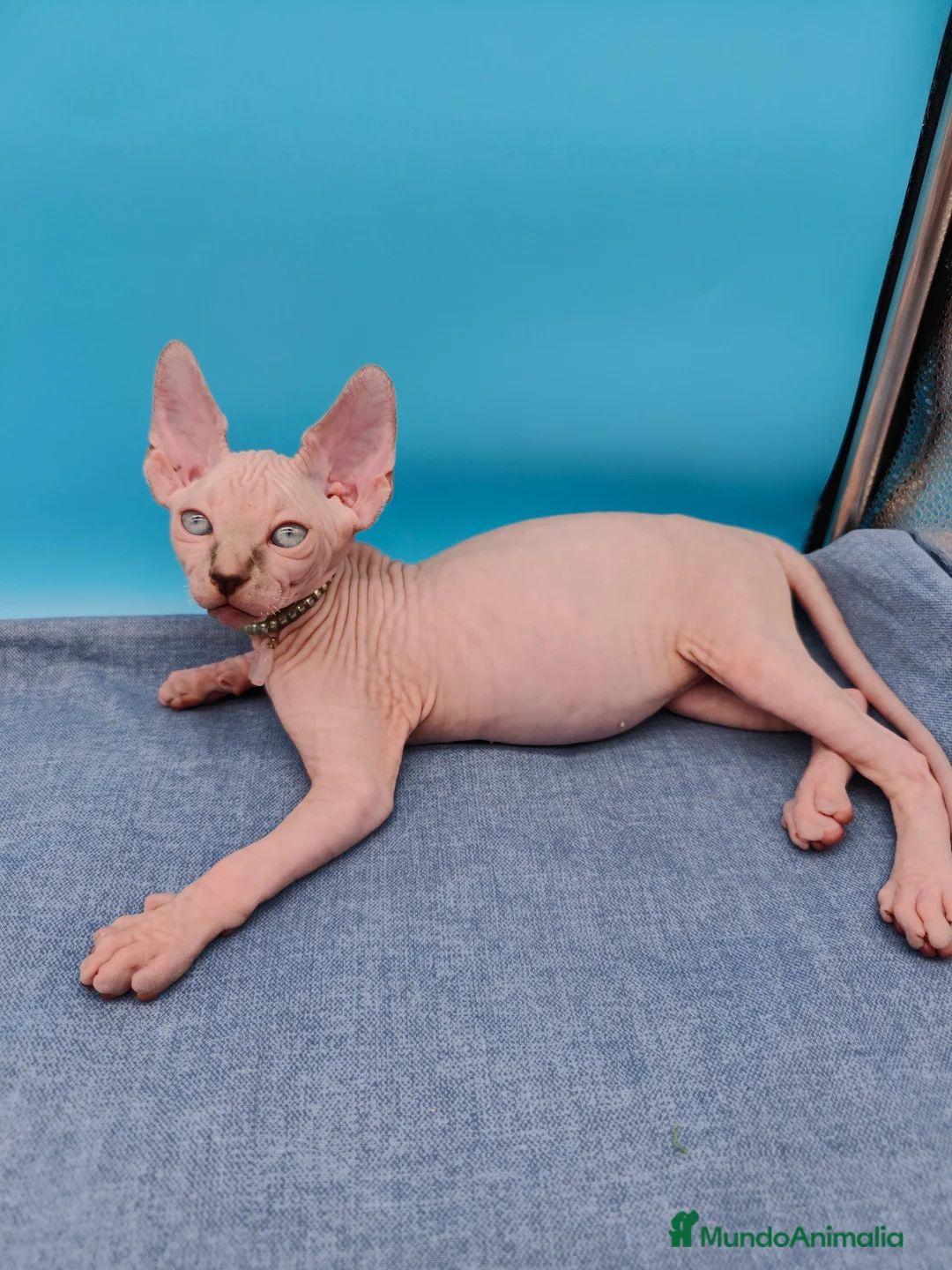 Sphynx gatos en venta: Preciosos machitos ojos azules  - Anuncio 2
