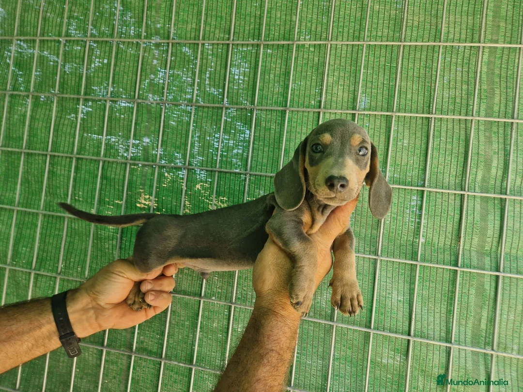Teckel Miniatura perros en venta: Teckel Miniatura  - Anuncio 7