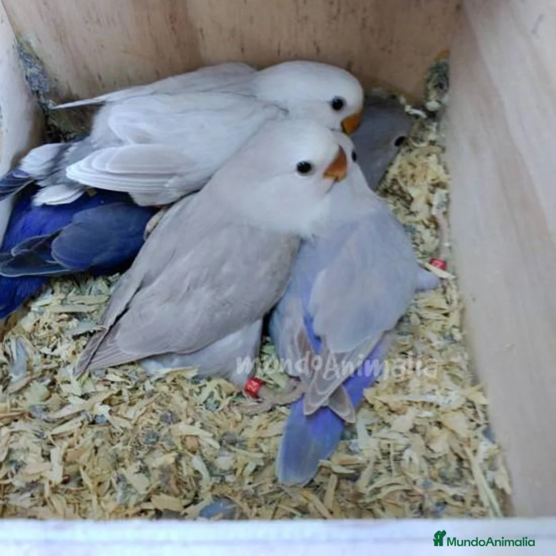 Imagen de galería {{count}}