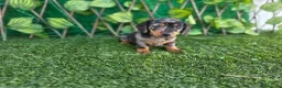 Teckel Miniatura perros en venta: TECKEL MINIATURA ARLEQUIN  - Anuncio 3
