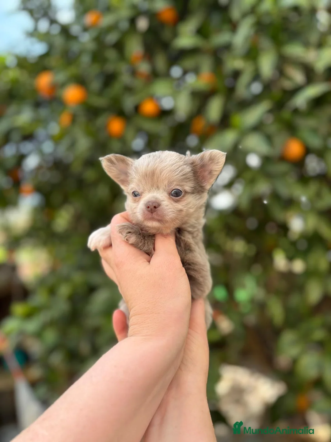 Chihuahua perros en venta: Machito Merle lilac  - Anuncio 3