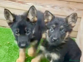 Pastor Alemán perros - Anuncio 1