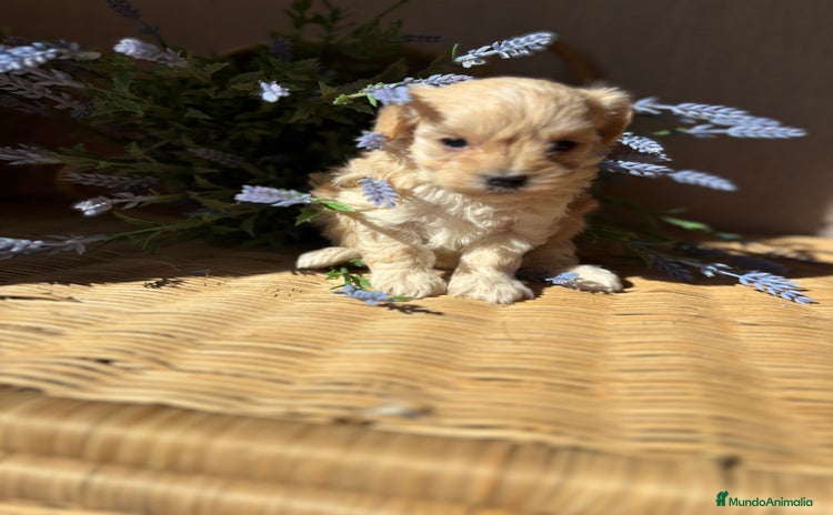 Maltipoo perros - Anuncio 15