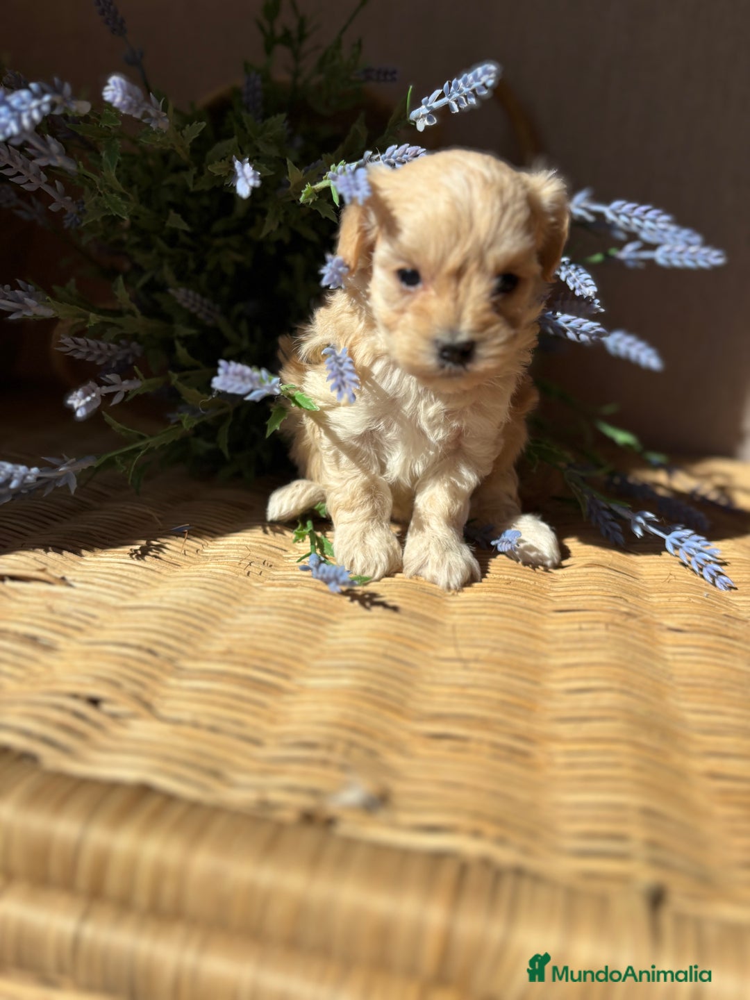Maltipoo perros en venta: Maltipoo Hambra disponible !!! - Imagen 1