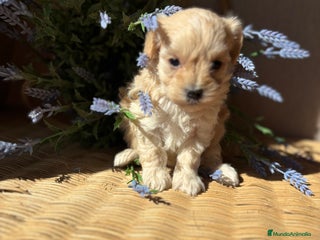 Maltipoo perros - Anuncio 29