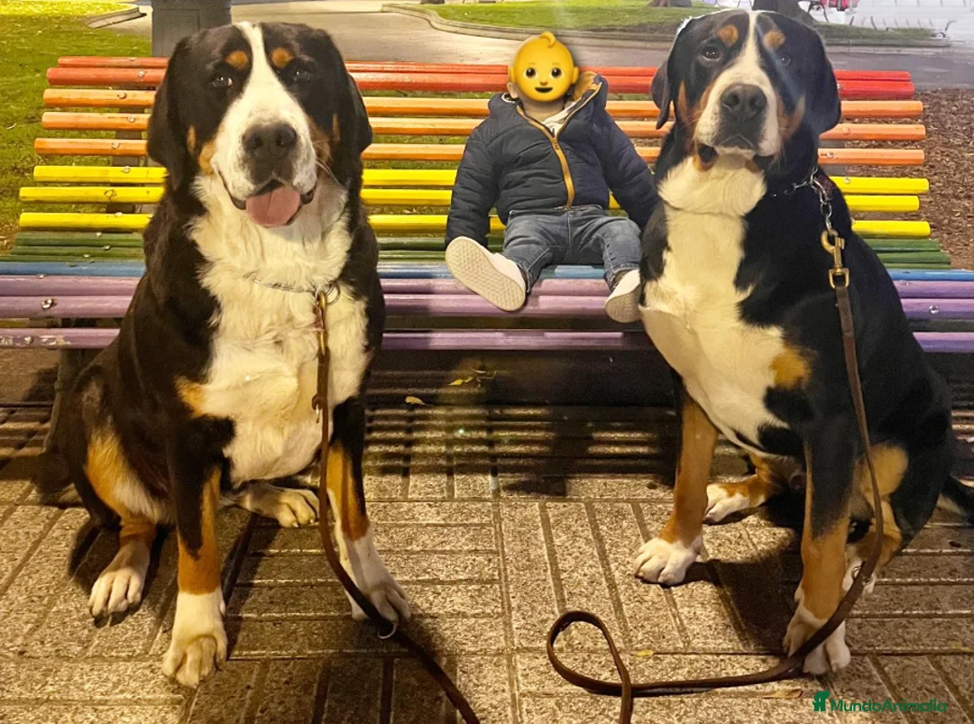 Gran Boyero Suizo perros en venta: Representantes del GRAN BOYERO SUIZO en España - Anuncio 9