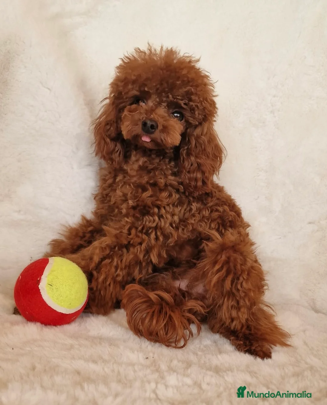 Imagen de galería {{count}}