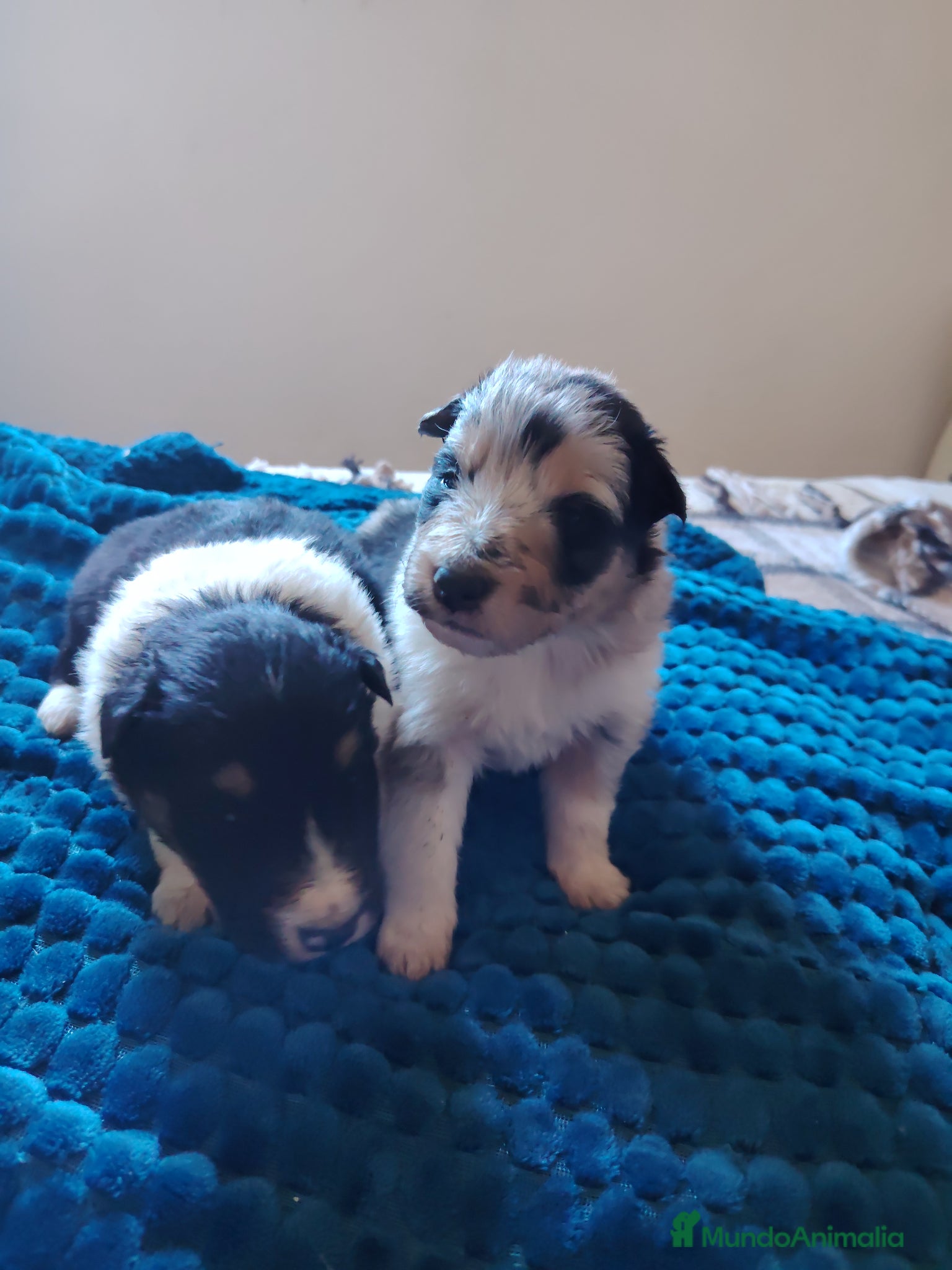 Collie de Pelo Largo perros Cachorros collie pelo largo/ rough collie - Anuncio 1