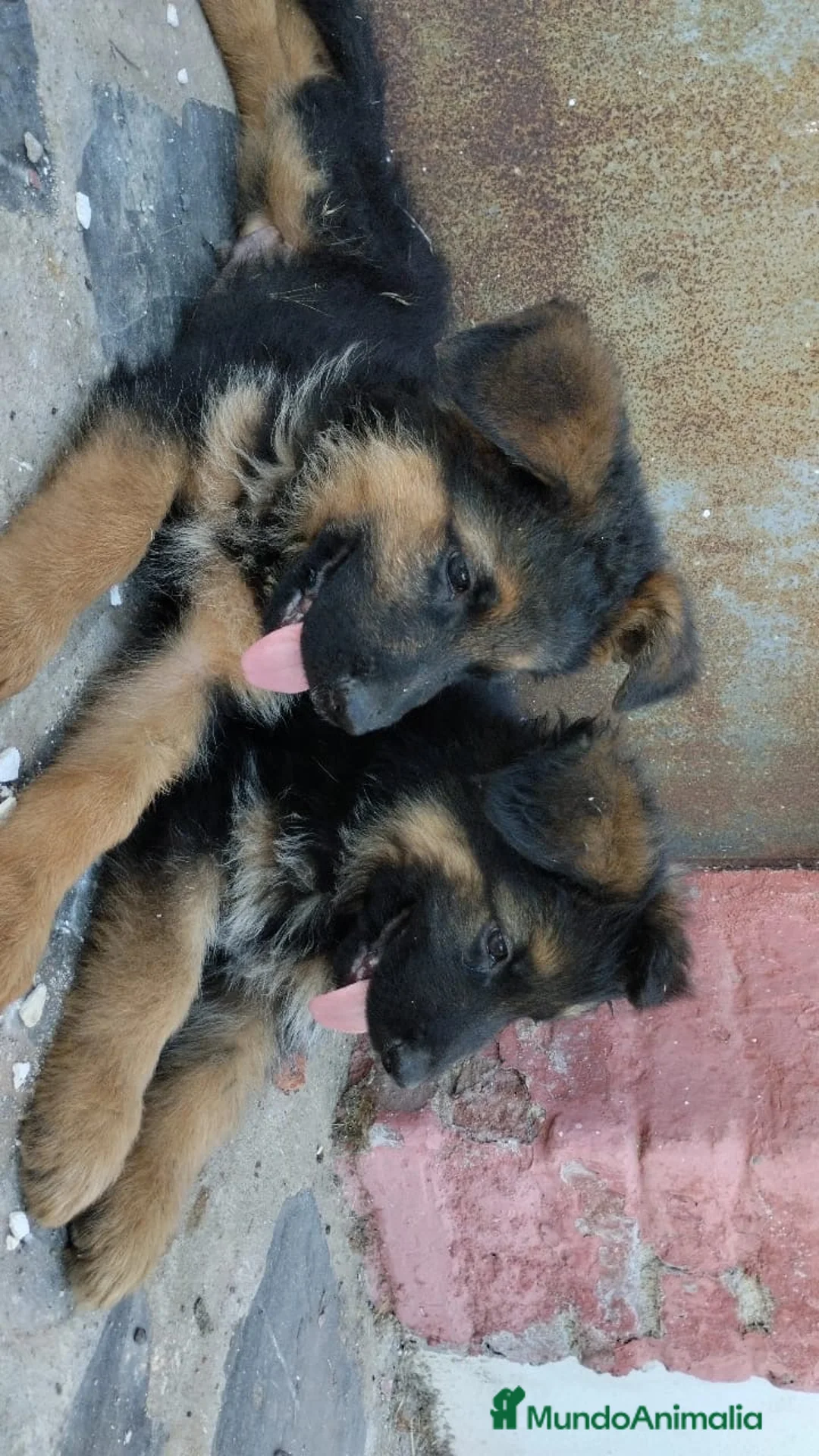 Pastor Alemán perros en venta: CACHORROS DE PASTOR ALEMAN - Anuncio 3