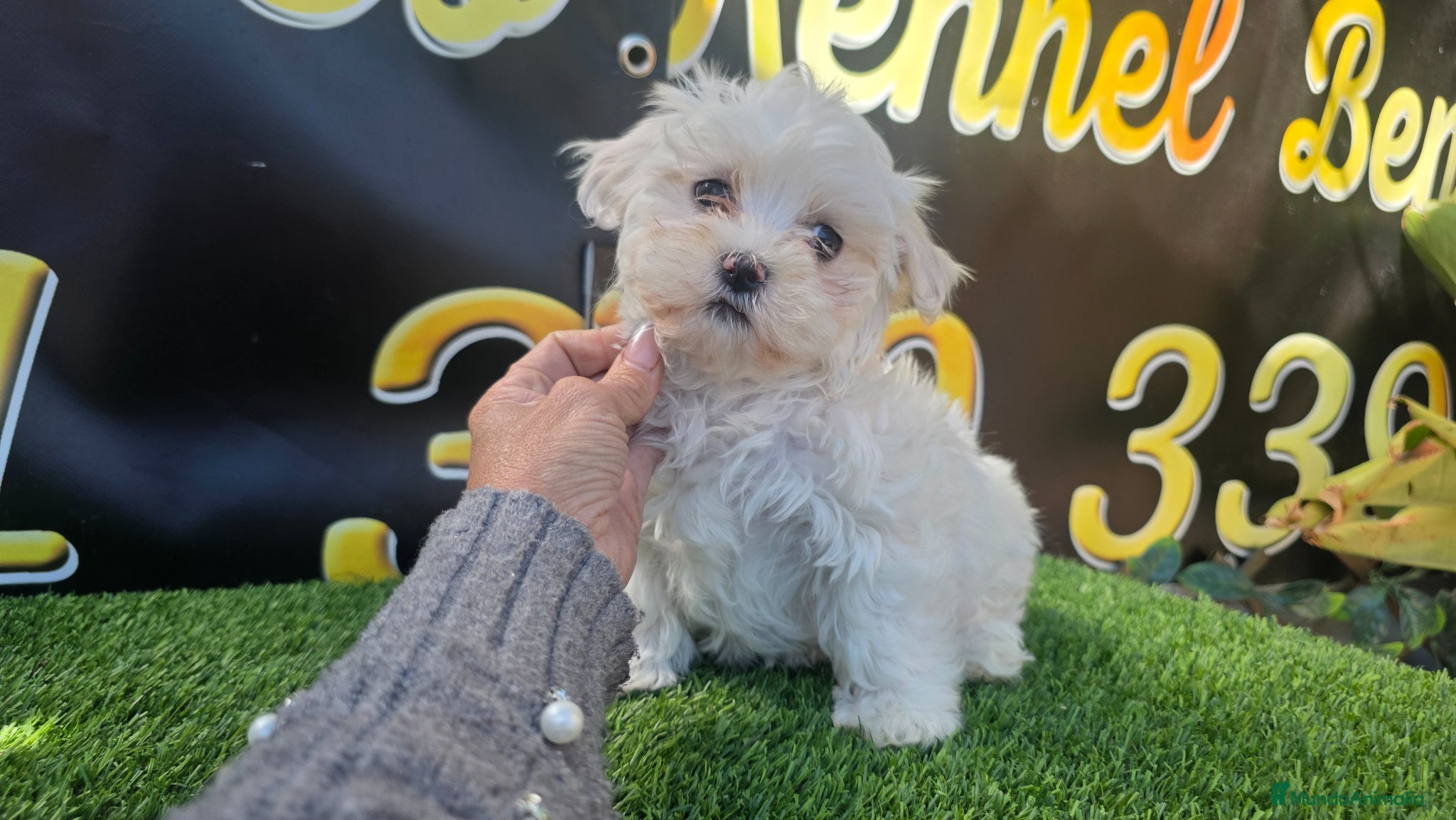 Bichón Maltés perros Bichon maltes toy  - Anuncio 2
