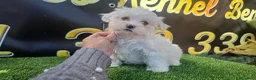 Bichón Maltés perros en venta: Bichon maltes toy  - Anuncio 1