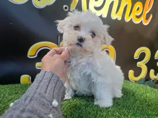 Bichón Maltés perros Bichon maltes toy - Anuncio 2