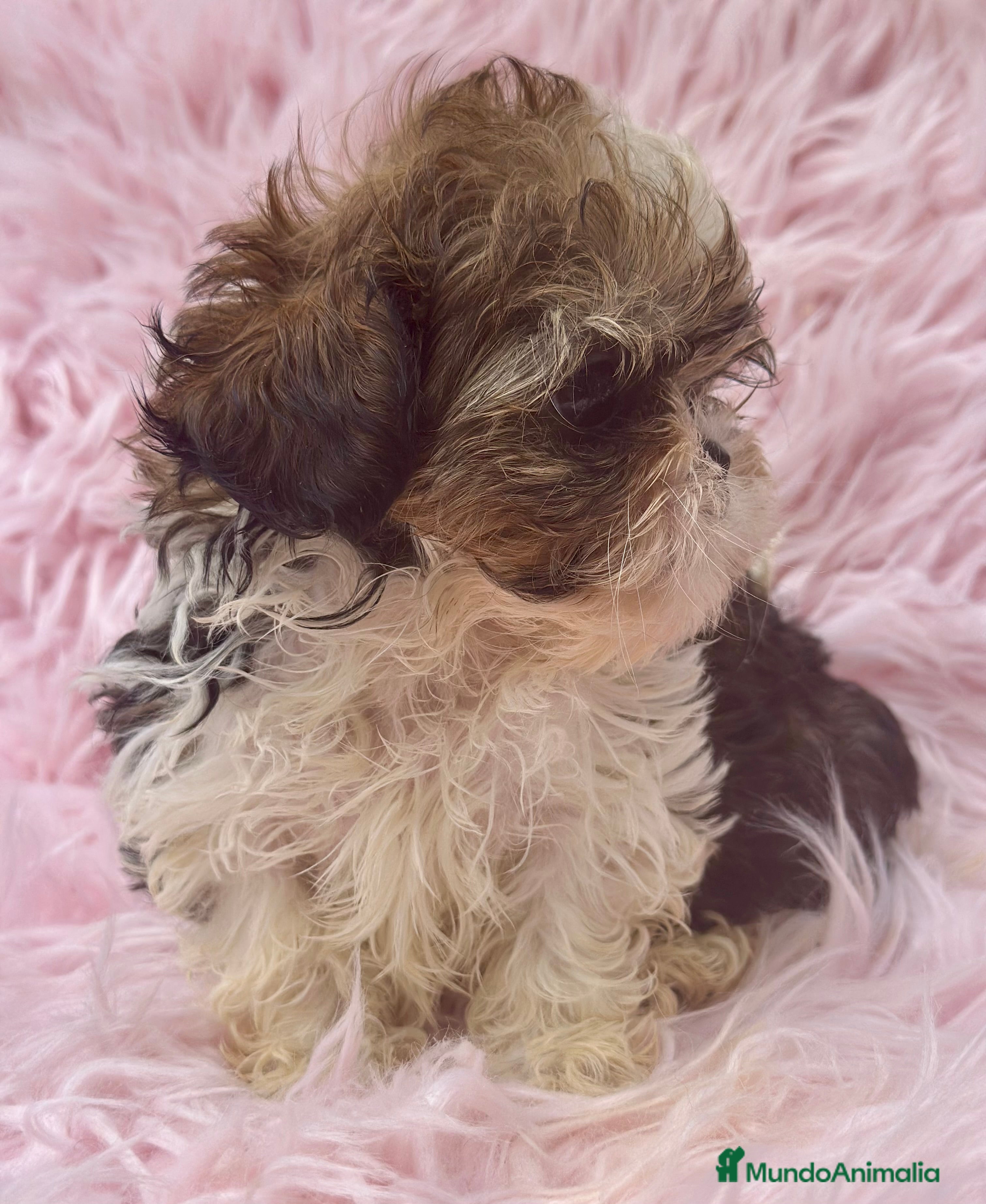 Shih Tzu perros SHIH TZU MINI DISPONIBLE HEMBRA - Anuncio 4