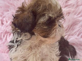 Shih Tzu perros SHIH TZU MINI DISPONIBLE HEMBRA - Anuncio 10