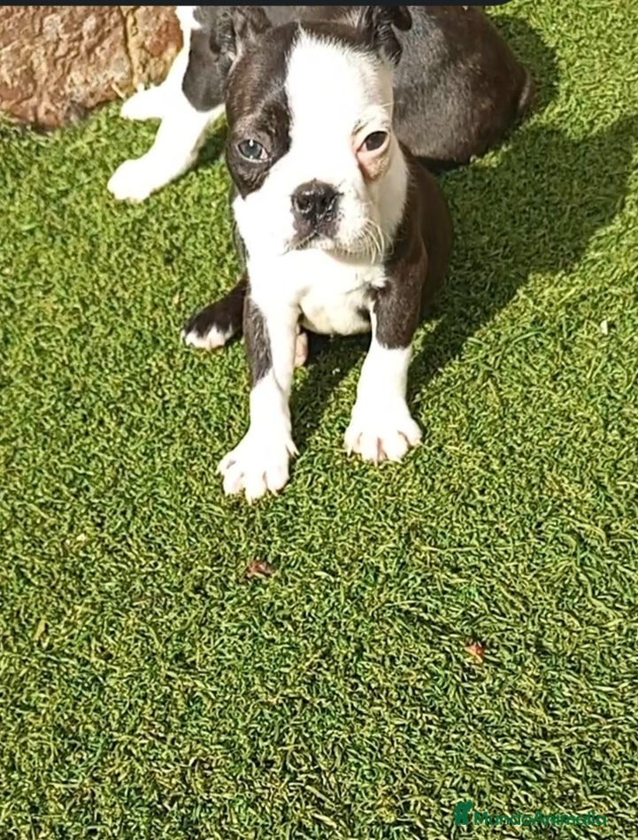 Boston Terrier perros Boston Terrier  - Anuncio 1