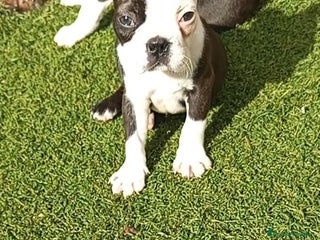 Boston Terrier perros Boston Terrier - Anuncio 1