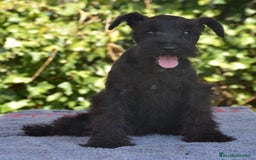 Schnauzer Miniatura perros en venta: Schnauzer miniatura negro en Zamora - Imagen 3